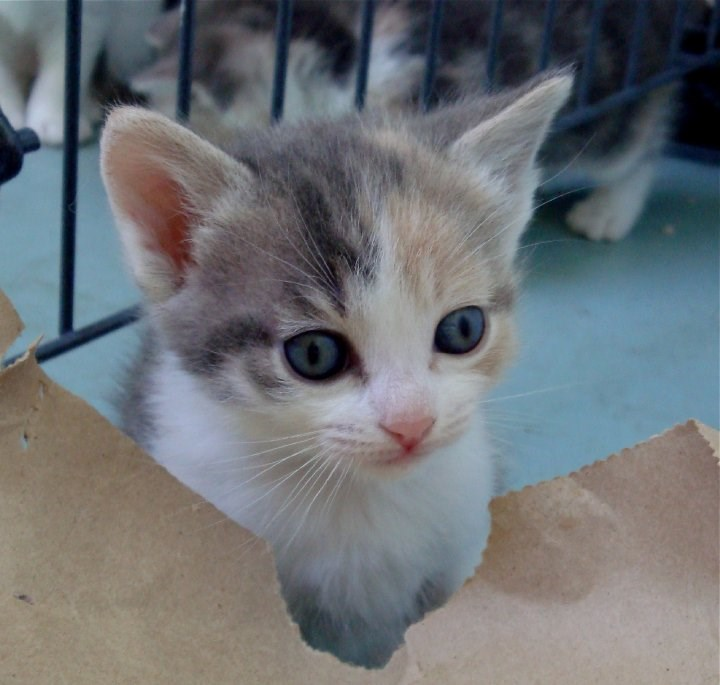 Cele mai dragute pisici din lume, in poze adorabile - Poza 7