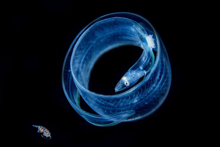 Fotografii superbe din uimitoarea lume subacvatica - Poza 12