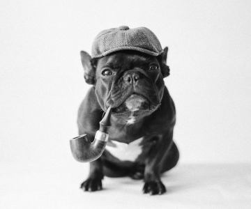 Cel mai simpatic bulldog francez de pe Instagram