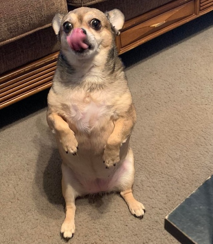 Animale Cu Simtul Umorului In Cele Mai Haioase Poze