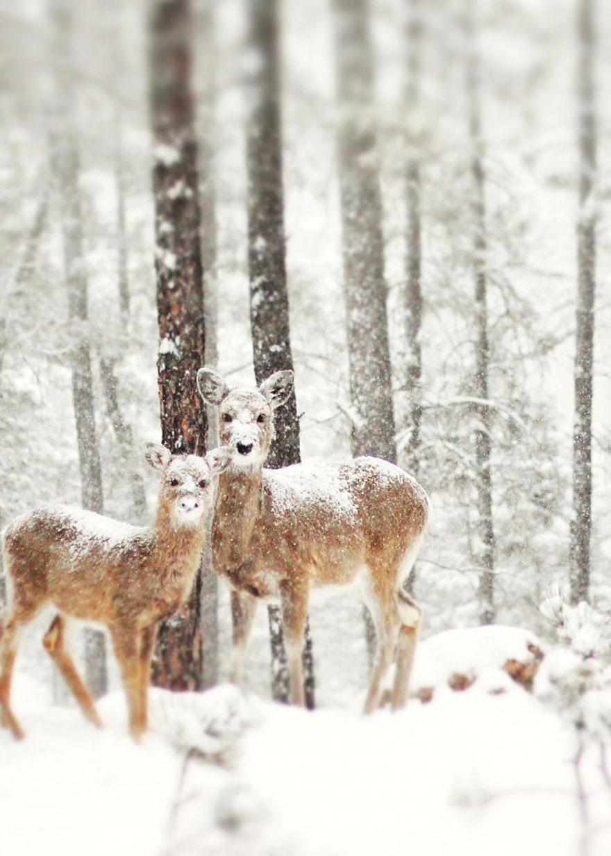 Cele mai frumoase peisaje de iarna - Poza 14