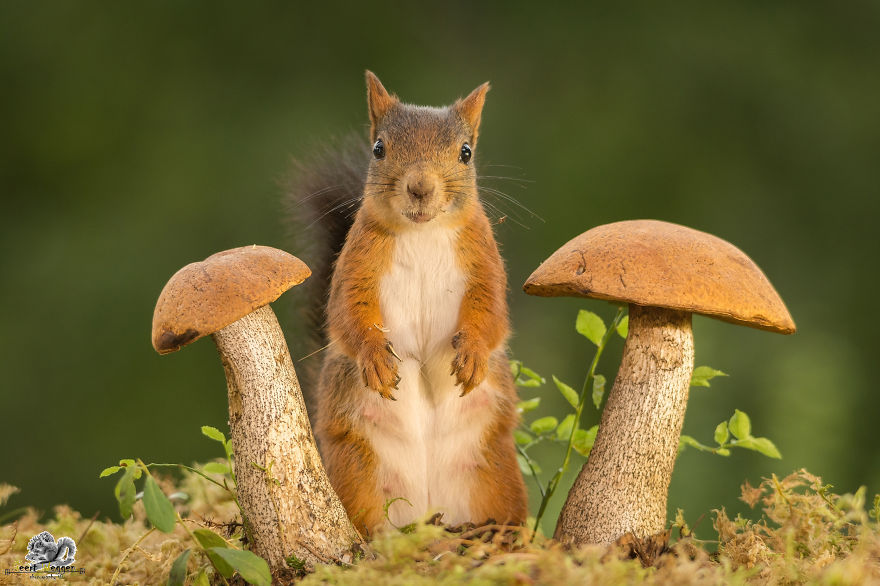 Frumoasa poveste cu veverite roscate, intr-un pictorial adorabil - Poza 17