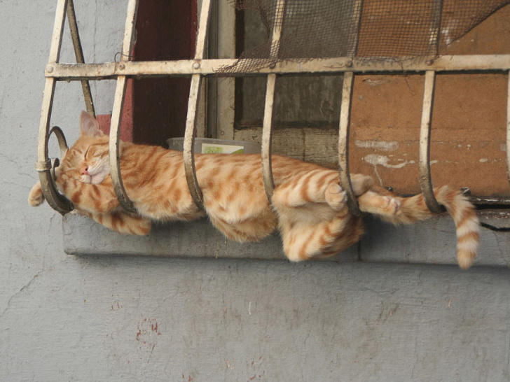 20+ Pisici adorabile si somnul lor nefiresc - Poza 9