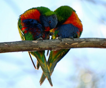 Dragostea pluteste in aer: Tandrete in lumea animala