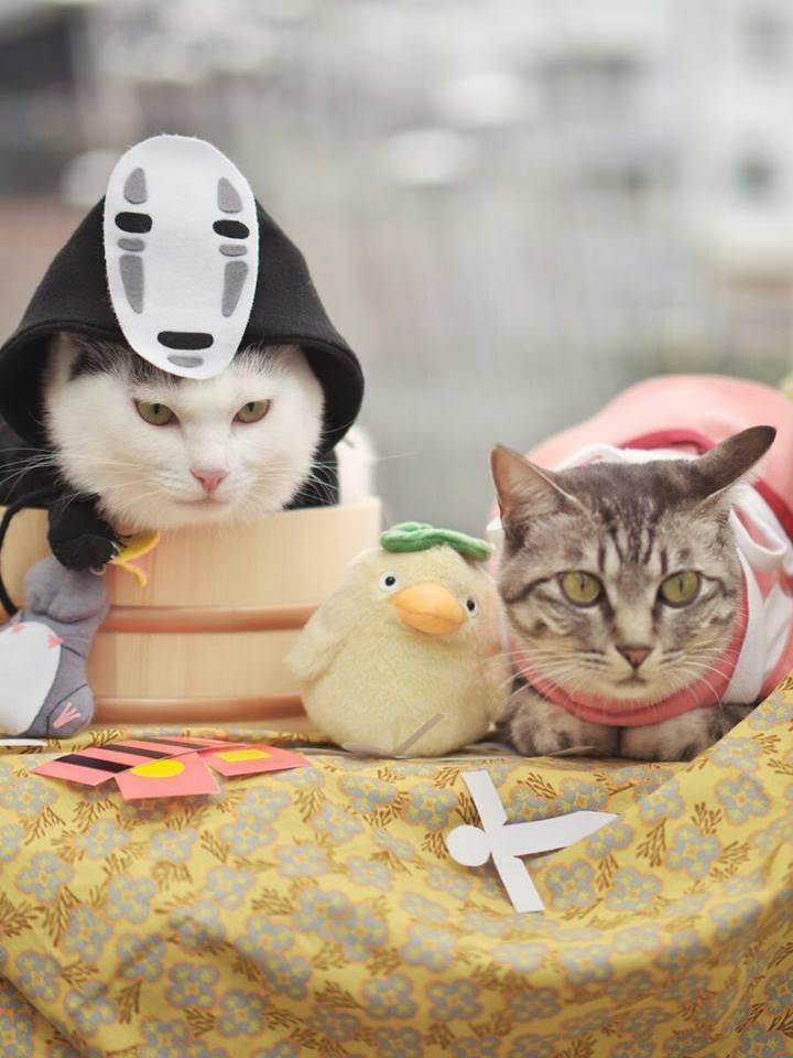 20+ Pisici costumate de Halloween, in poze hilare - Poza 12