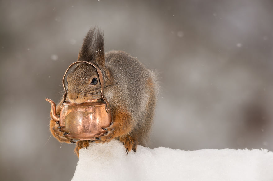 Frumoasa poveste cu veverite roscate, intr-un pictorial adorabil - Poza 12