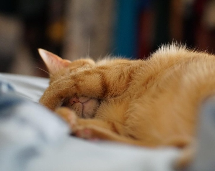 20+ Pisici adorabile si somnul lor nefiresc - Poza 26