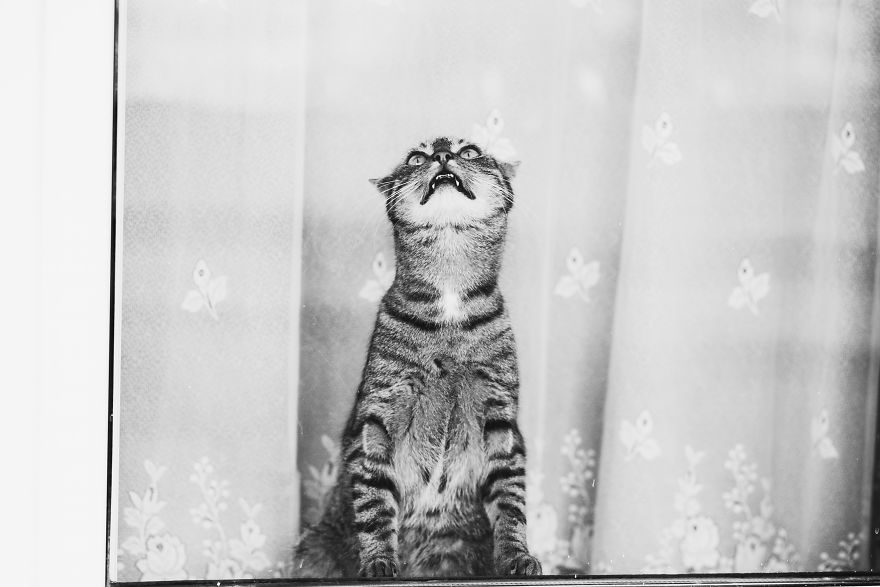 Pisici la fereastra, in poze alb-negru - Poza 13