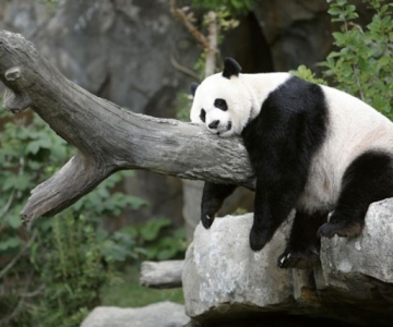 Viata unui urs panda e o mare vacanta!