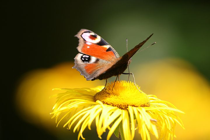 Cei mai frumosi fluturi din lume, in poze spectaculoase - Poza 4