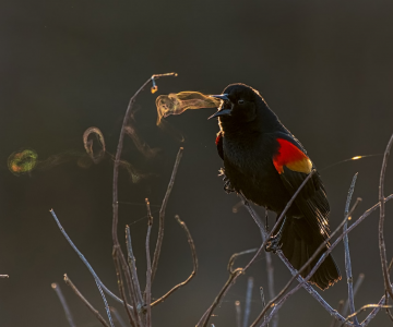 Audubon 2019: Splendoarea pasarilor, in cele mai frumoase fotografii