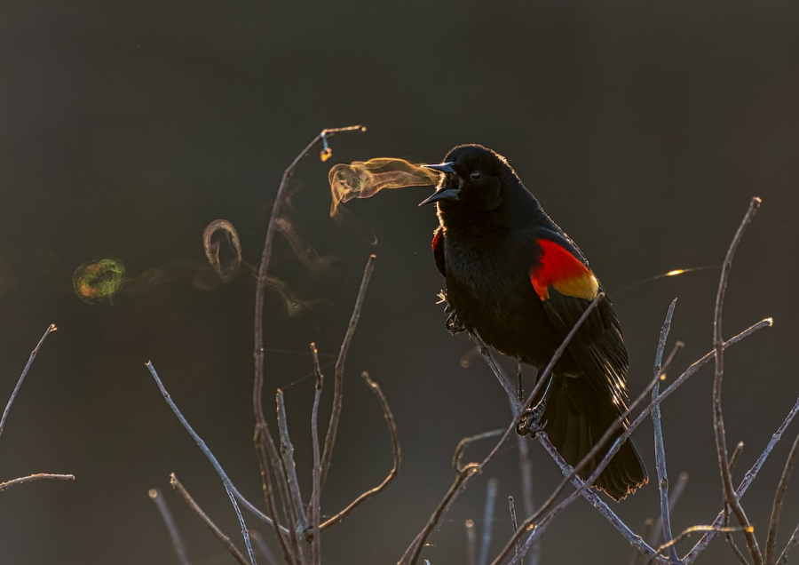 Audubon 2019: Splendoarea pasarilor, in cele mai frumoase fotografii - Poza 1