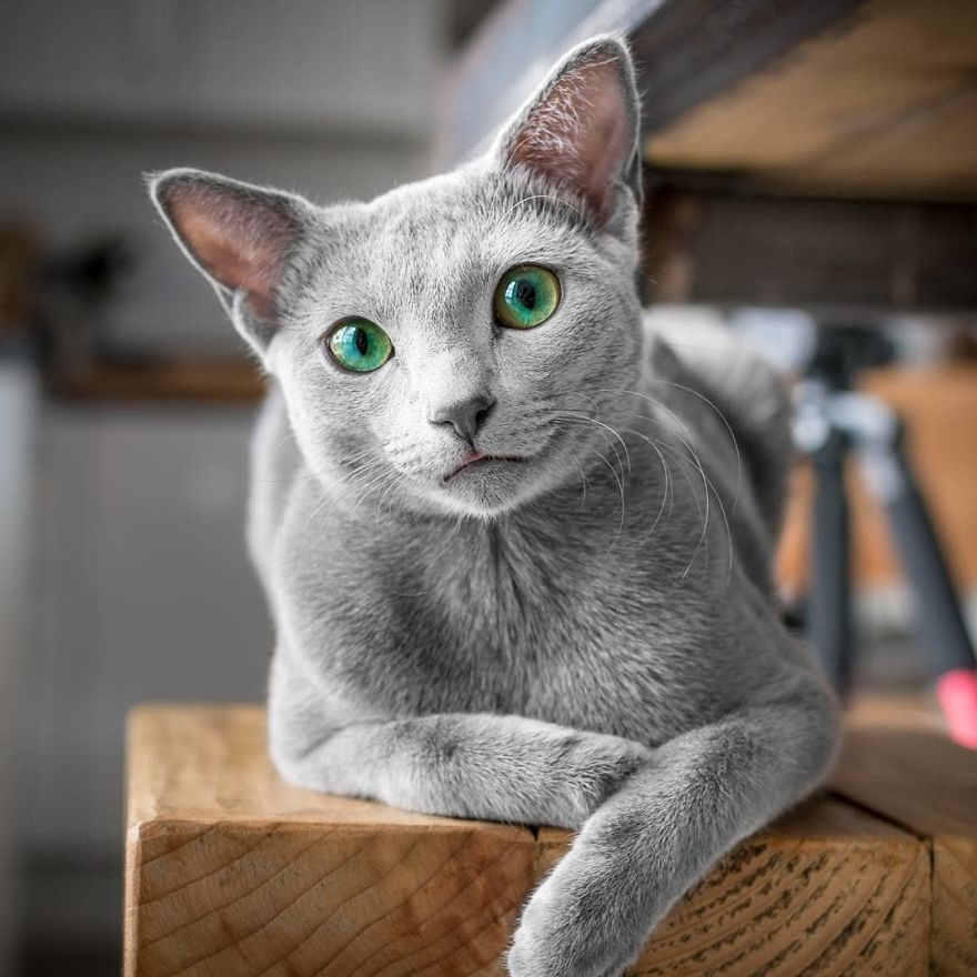 Pisicutele cu cei mai frumosi ochi din lume, in poze superbe - Poza 6