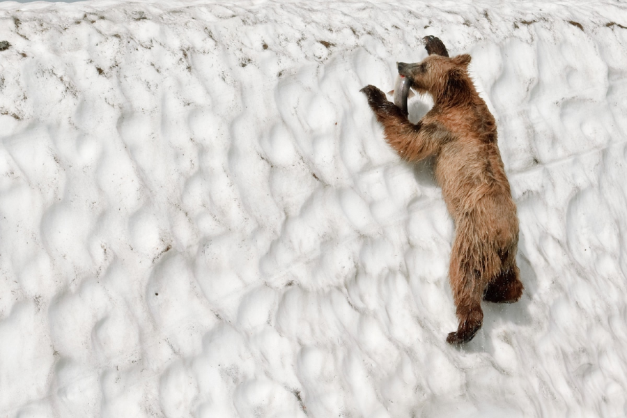 Ursul brun din Kamchatka, intr-un pictorial de exceptie - Poza 19