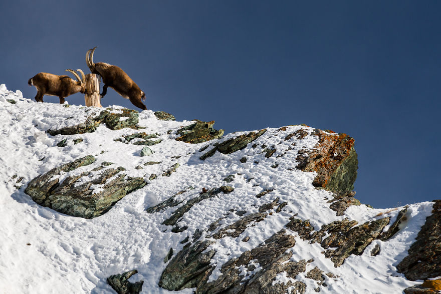 Maretia Alpilor pe timp de iarna - Poza 10