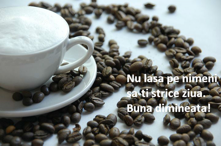 Pin By Delia Mateut On Bună Dimineața Cats And Kittens Funny Animals Feline