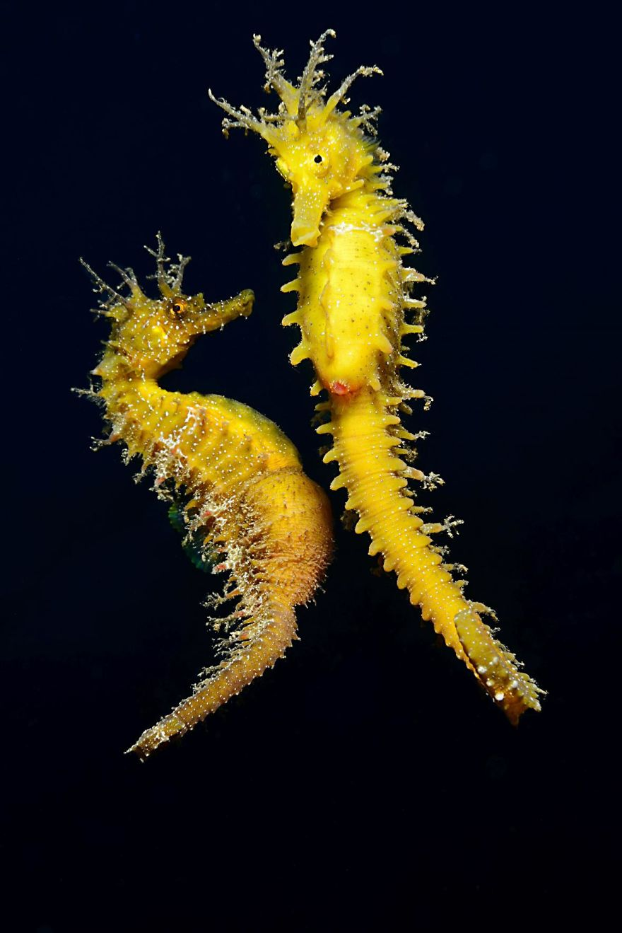 Fotografii superbe din uimitoarea lume subacvatica - Poza 21