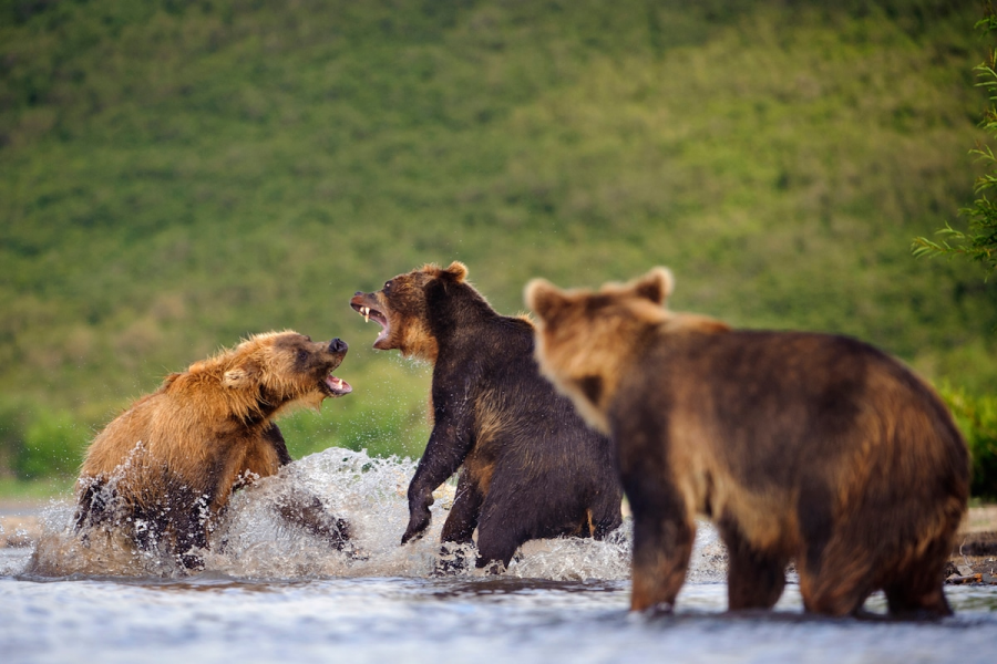 Ursul brun din Kamchatka, intr-un pictorial de exceptie - Poza 6