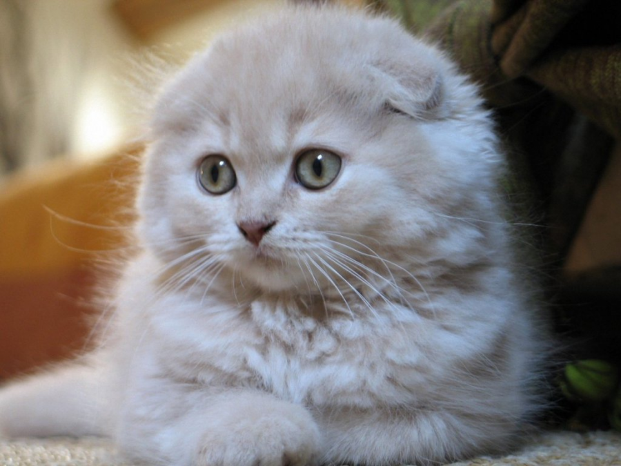 Cele mai frumoase rase de pisici din lume - Poza 6