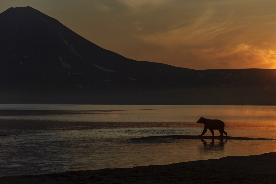 Ursul brun din Kamchatka, intr-un pictorial de exceptie - Poza 22