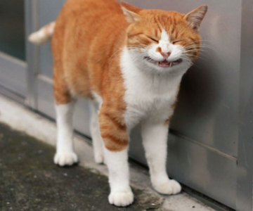 Pisicile din Japonia, in ipostaze haioase