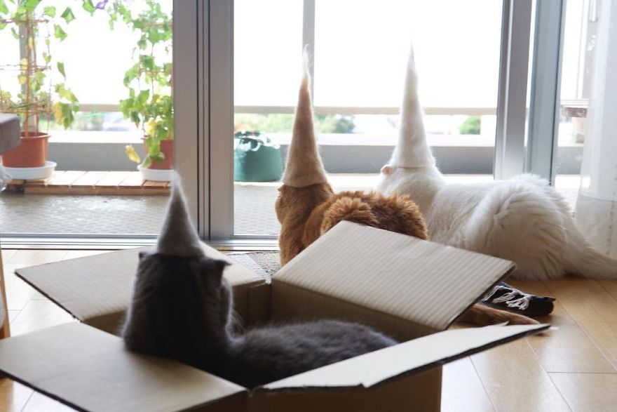 Cochete si haioase: Pisici cu palarii blanoase - Poza 2