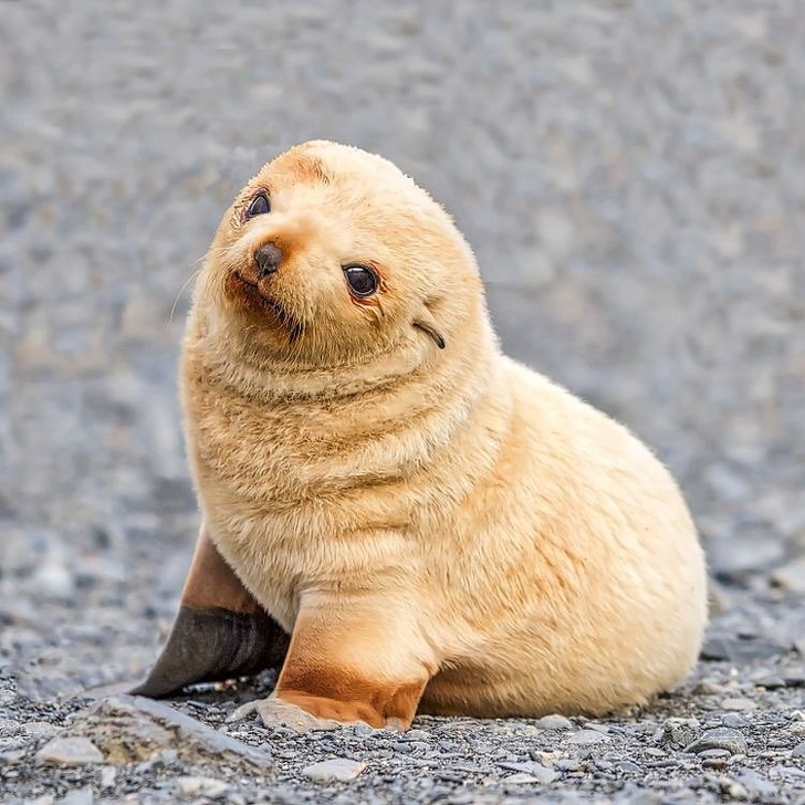Cele mai simpatice animalute de la Polul Nord, in poze adorabile - Poza 18