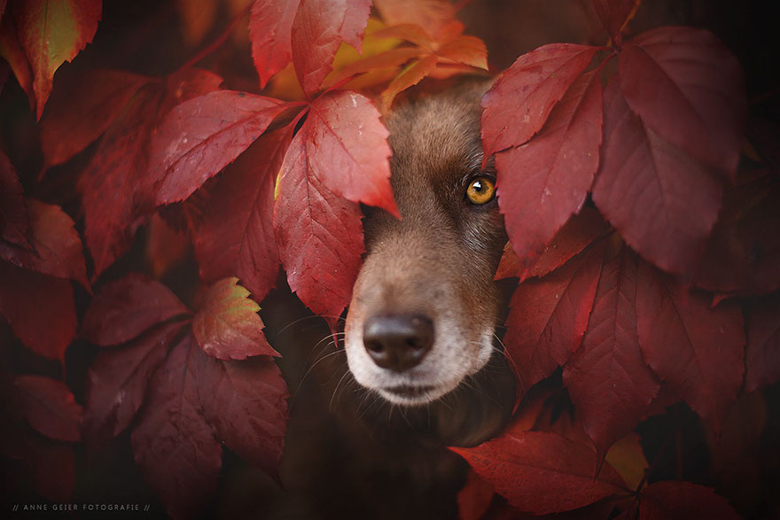Portrete autumnale de suflet, de Anne Geier - Poza 1