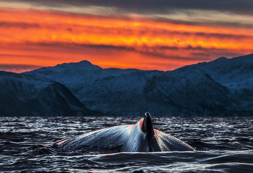 Balenele din Oceanul Inghetat, in poze superbe - Poza 8