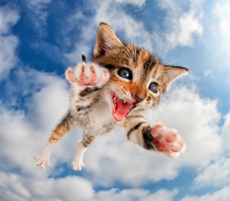 Pisicute adorabile surprinse in aer - Poza 8