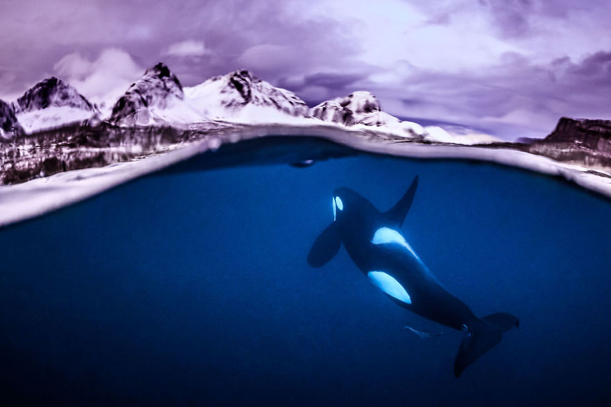 Fotografii superbe din uimitoarea lume subacvatica - Poza 17