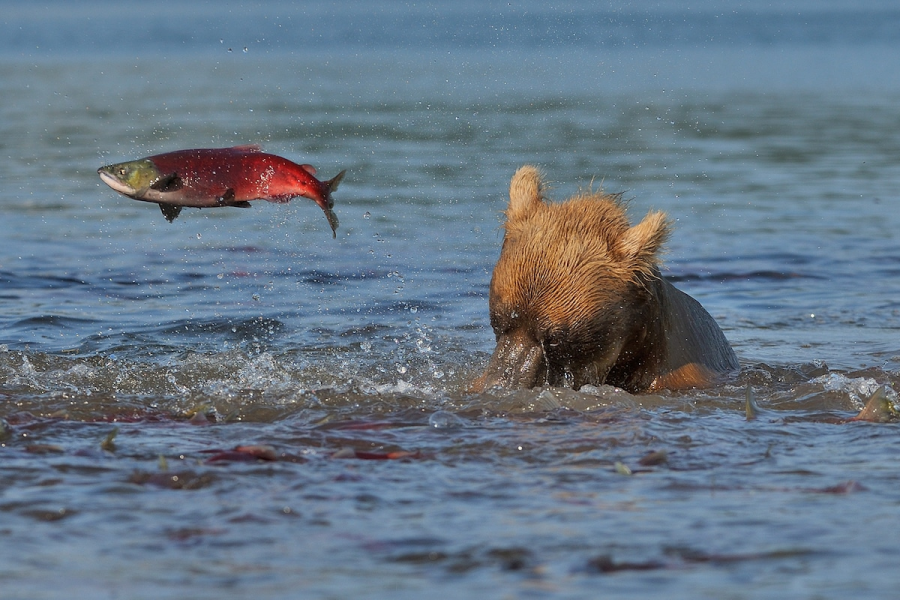 Ursul brun din Kamchatka, intr-un pictorial de exceptie - Poza 12