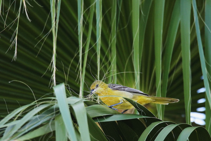Audubon 2019: Splendoarea pasarilor, in cele mai frumoase fotografii - Poza 7