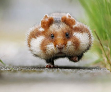Zece hamsteri adorabili in cele mai haioase ipostaze