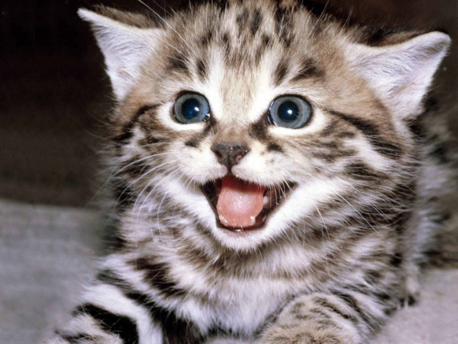 Cele mai frumoase rase de pisici din lume - Poza 8