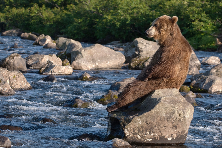 Ursul brun din Kamchatka, intr-un pictorial de exceptie - Poza 2