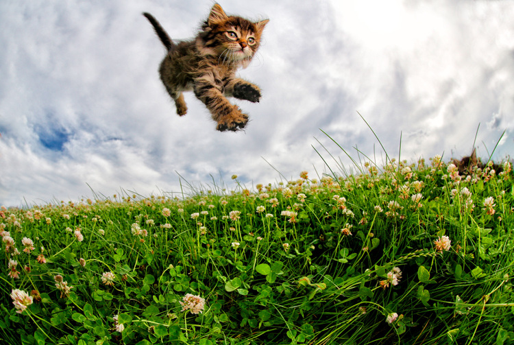 Pisicute adorabile surprinse in aer - Poza 5