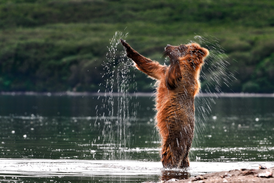 Ursul brun din Kamchatka, intr-un pictorial de exceptie - Poza 17