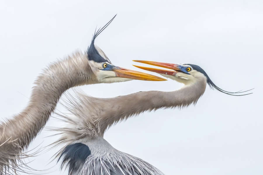 Audubon 2019: Splendoarea pasarilor, in cele mai frumoase fotografii - Poza 3