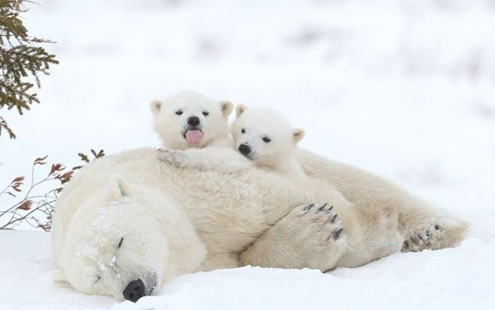 Cele mai simpatice animalute de la Polul Nord, in poze adorabile - Poza 6