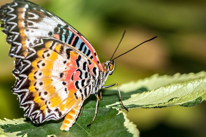 Cei mai frumosi fluturi din lume, in poze spectaculoase - Poza 30