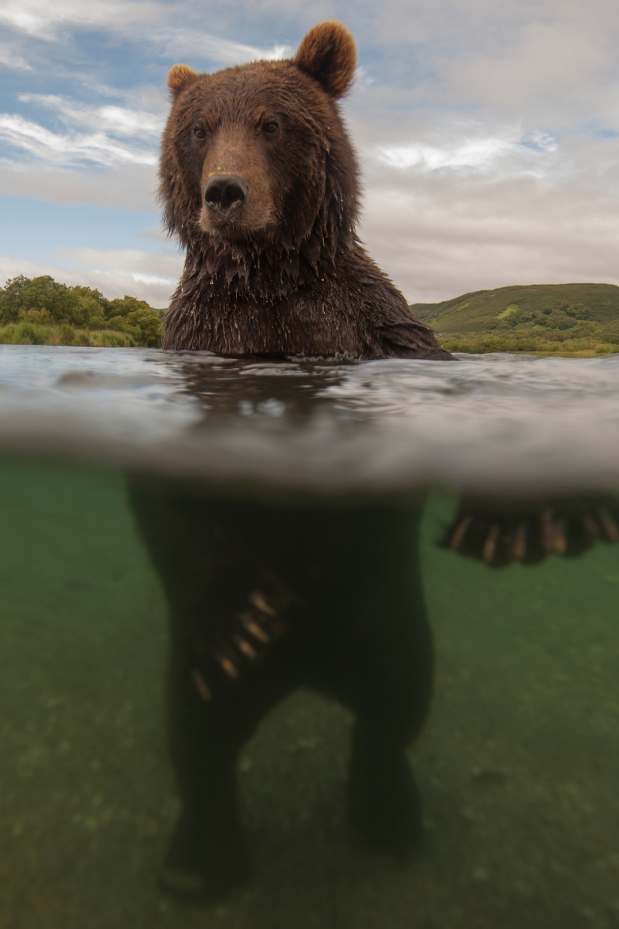 Ursul brun din Kamchatka, intr-un pictorial de exceptie - Poza 9
