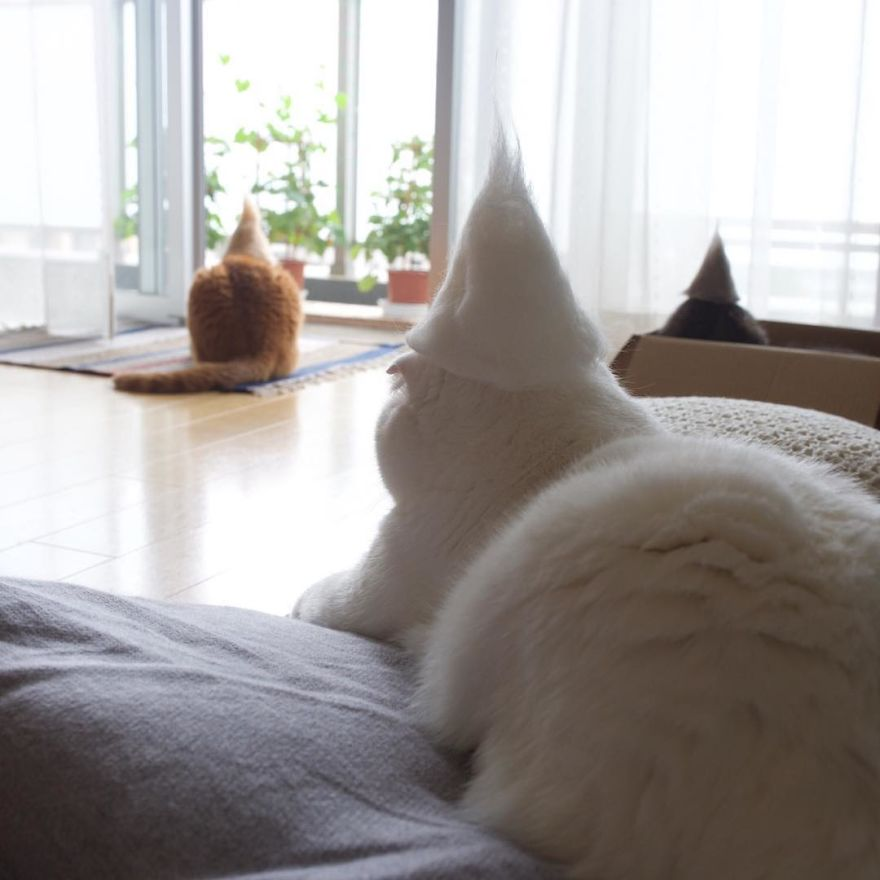 Cochete si haioase: Pisici cu palarii blanoase - Poza 12