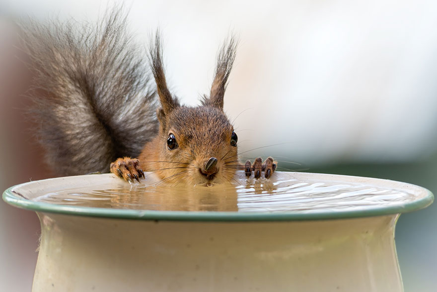 Frumoasa poveste cu veverite roscate, intr-un pictorial adorabil - Poza 4