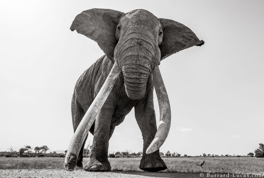 Povestea ultimelor fotografii cu "Regina elefantilor" - Poza 9