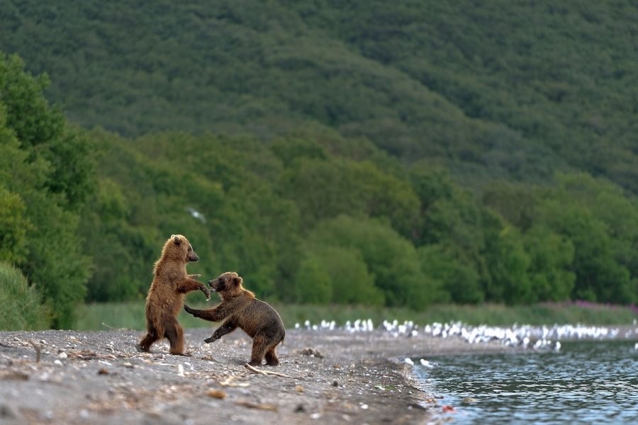 Ursul brun din Kamchatka, intr-un pictorial de exceptie - Poza 5