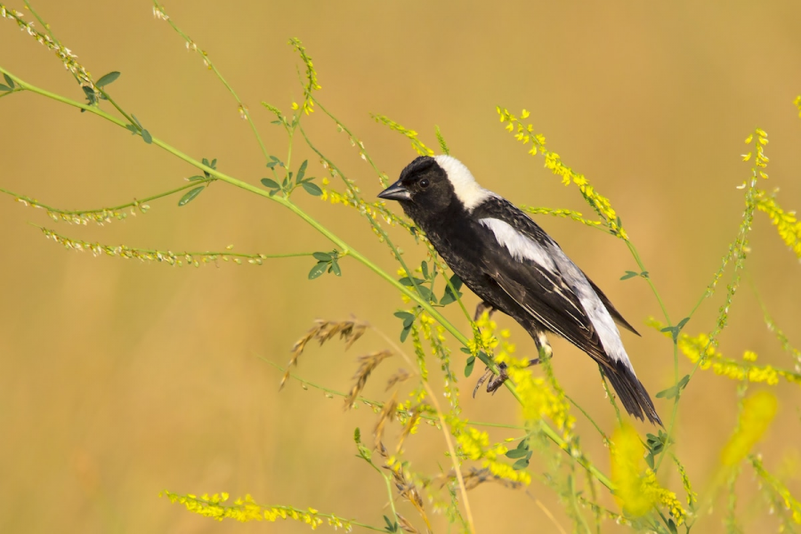 Audubon 2019: Splendoarea pasarilor, in cele mai frumoase fotografii - Poza 9