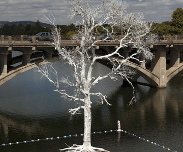 Copacul plutitor, din Austin, Texas