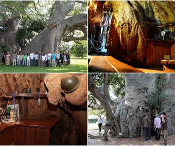 Barul din baobabul batran de 6.000 de ani