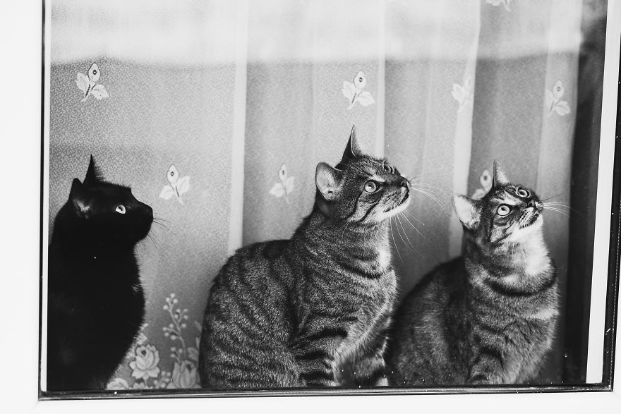 Pisici la fereastra, in poze alb-negru - Poza 18
